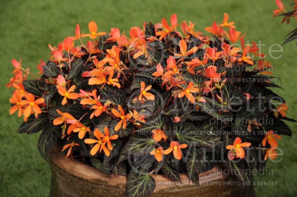 Begonia Sparks Will Fly or Brothglow (Begonia) 1 