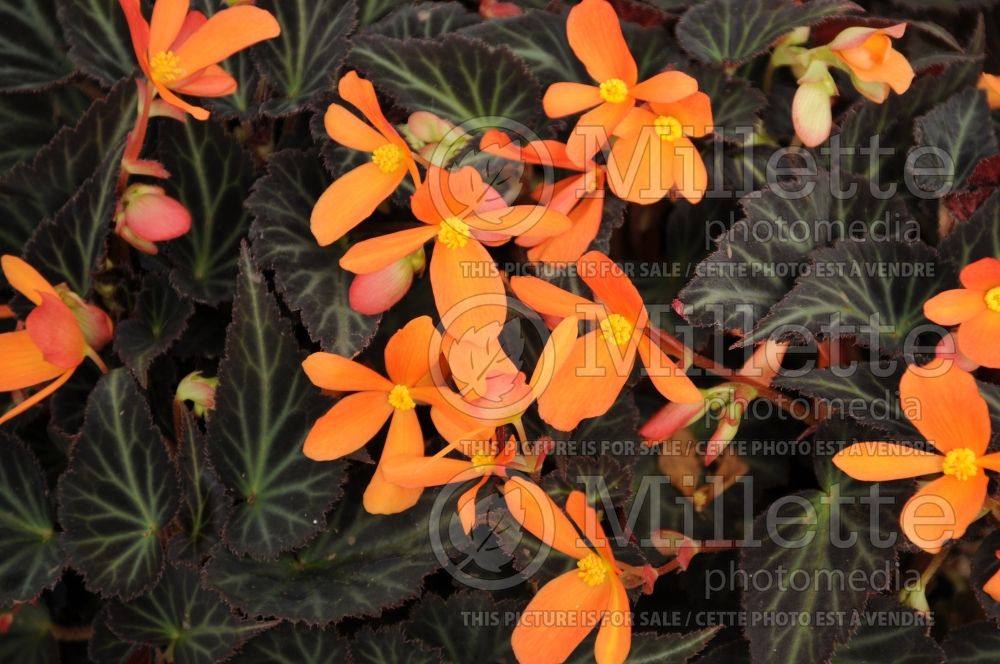 Begonia Sparks Will Fly or Brothglow (Begonia) 2 