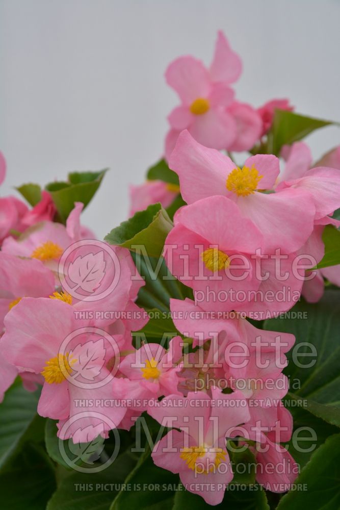 Begonia Tophat Pink (Begonia) 4 
