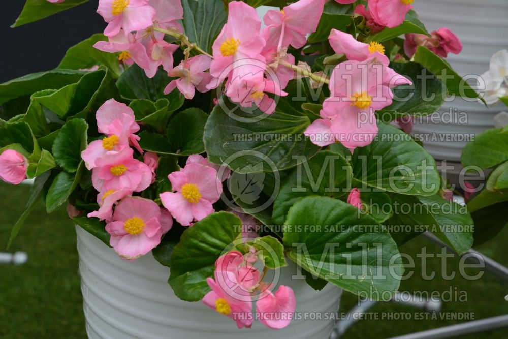 Begonia Tophat Pink (Begonia) 2 