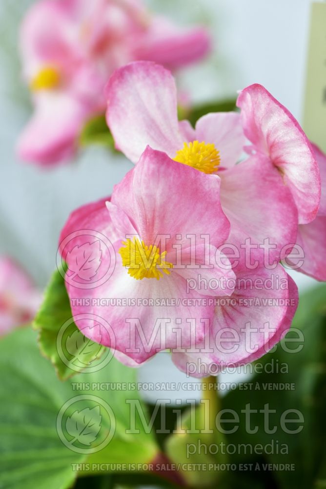 Begonia Tophat Rose Bicolor (begonia) 2 