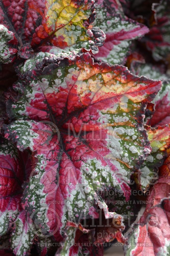 Begonia T REX St. Nick (Begonia) 1 