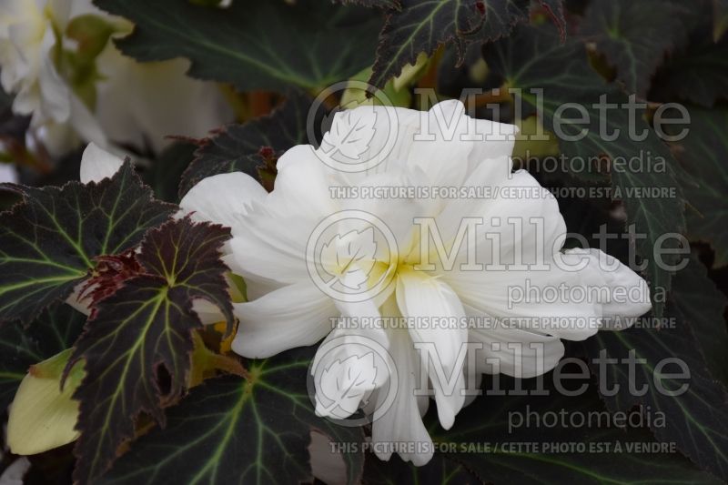 Begonia Nonstop Joy Mocca White (begonia) 1 