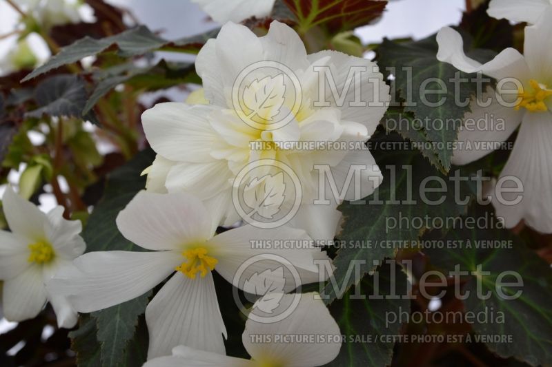 Begonia Nonstop Joy Mocca White (begonia) 2 