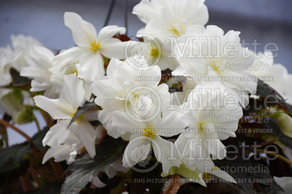 Begonia Nonstop Joy Mocca White (begonia) 3 