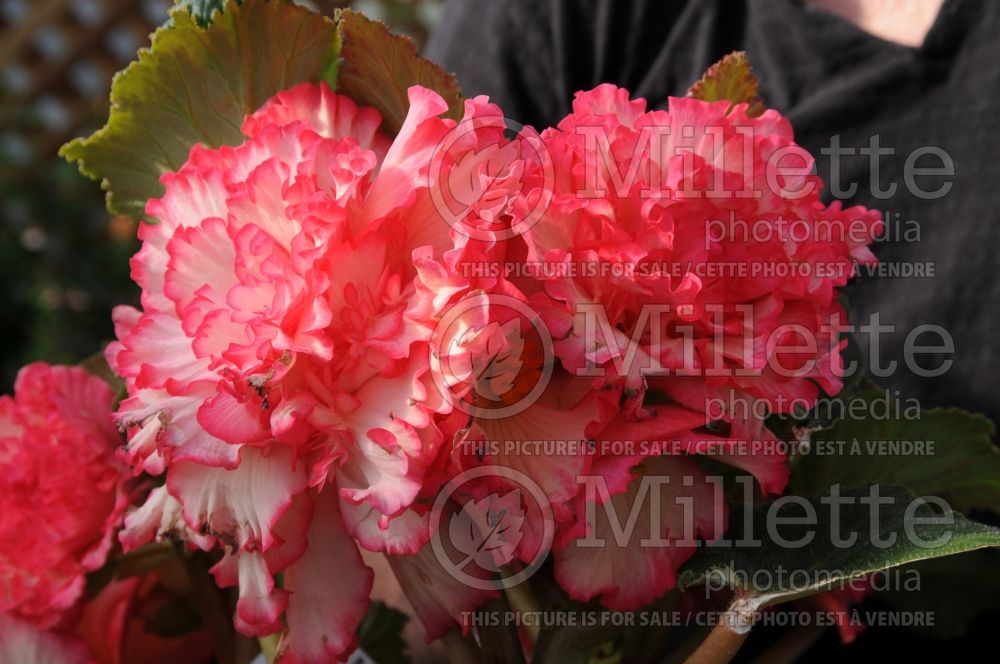 Begonia Picotee White with Pink Edge (Begonia) 1 