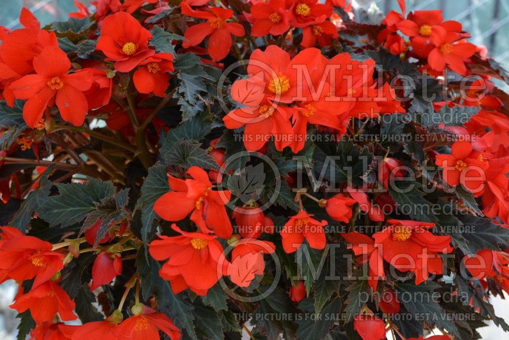 Begonia Unbelievable Red (Begonia) 1 