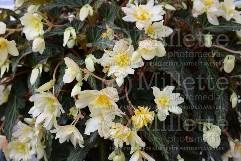 Begonia Unbelievable Tweetie Pie (Begonia) 1 