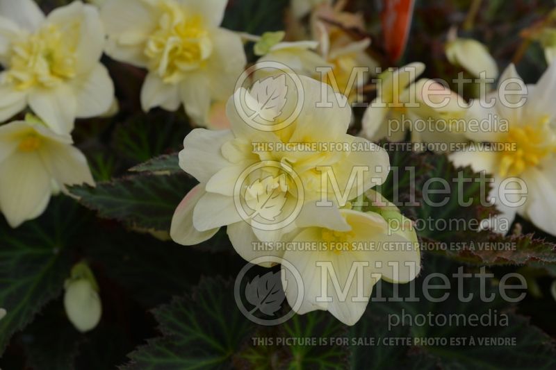 Begonia Unbelievable Tweetie Pie (Begonia) 2 