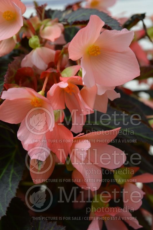 Begonia Unstoppable Upright Salmon (Begonia) 1 