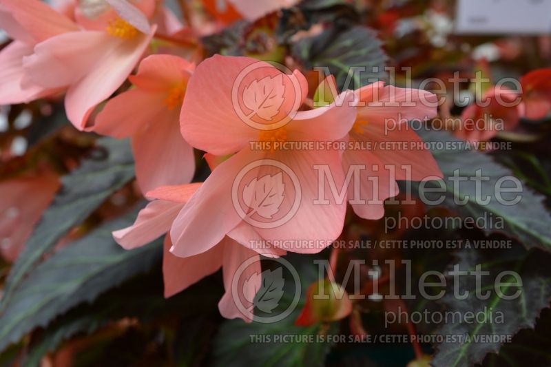 Begonia Unstoppable Upright Salmon (Begonia) 2 