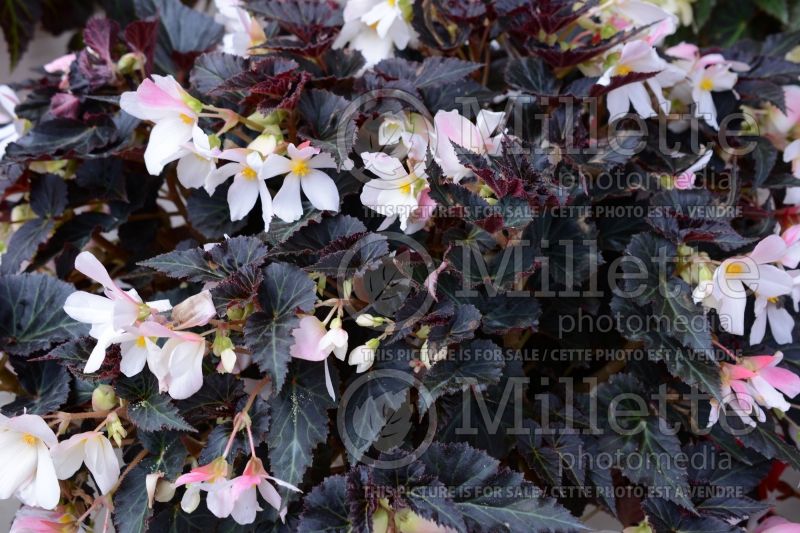 Begonia Unstoppable Upright White (Begonia) 1 