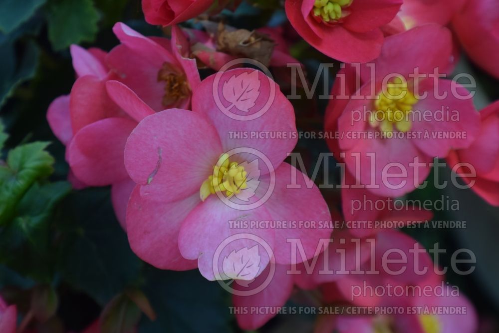 Begonia Valentino Pink (begonia) 1 