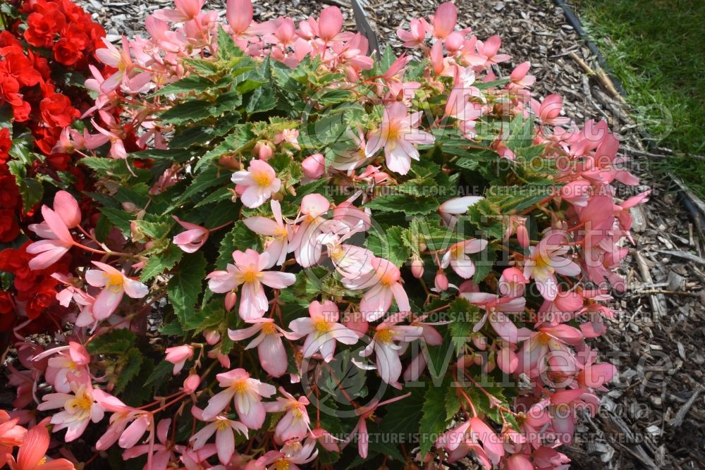 Begonia Waterfall Angel Falls Soft Pink (begonia) 1 