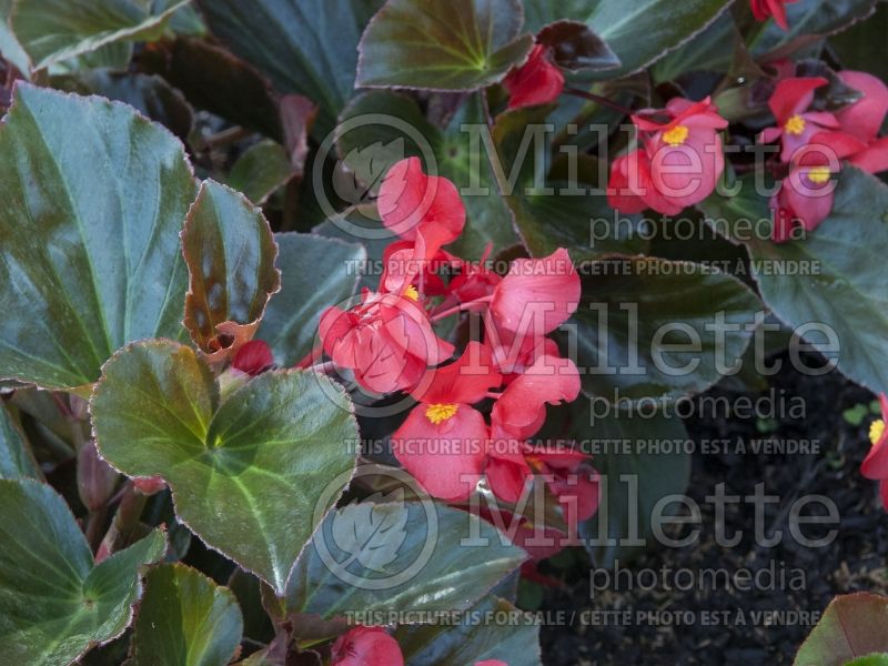 Begonia Whopper Red with Bronze Leaf (Begonia) 2 