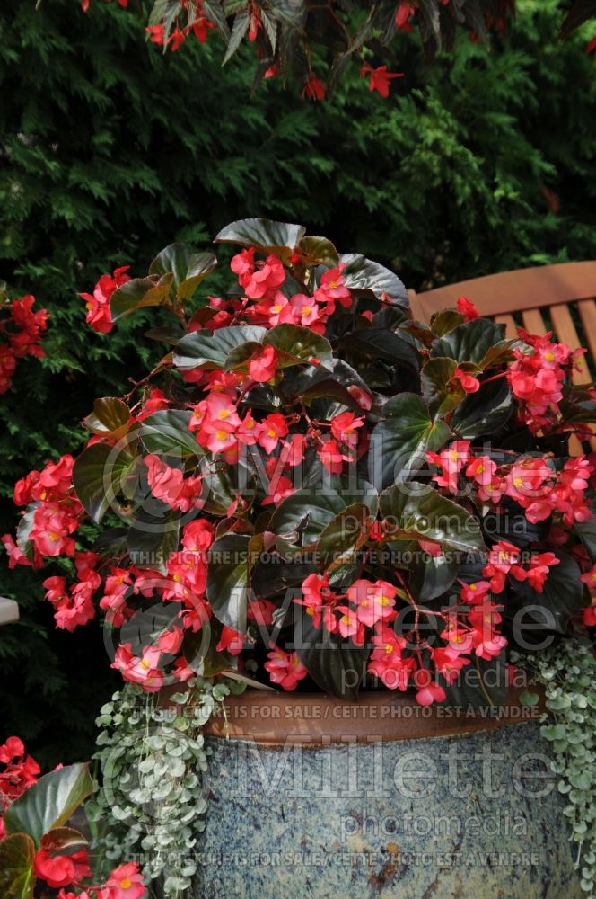 Begonia Whopper Red with Bronze Leaf (Begonia) 1 