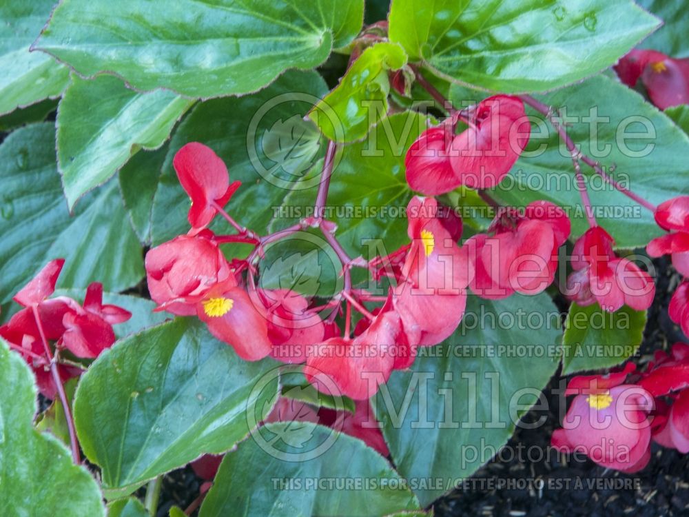 Begonia Whopper Red with Green Leaf (Begonia) 1 