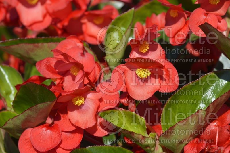 Begonia Whopper Red with Green Leaf (Begonia) 2 