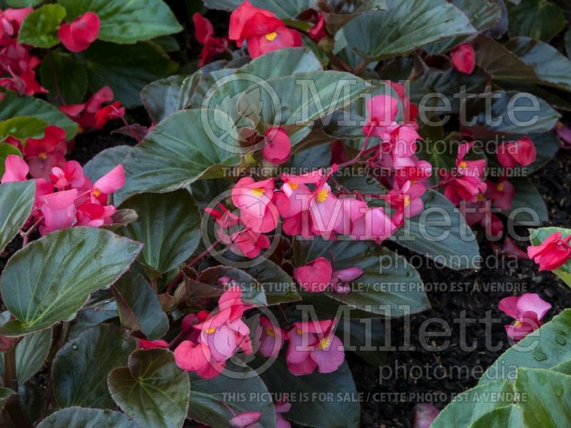 Begonia Whopper Rose with Bronze Leaf (Begonia) 1 