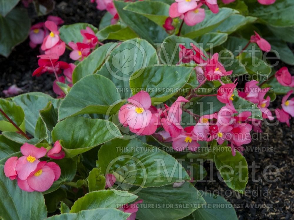 Begonia Whopper Rose with Green Leaf (Begonia) 1 