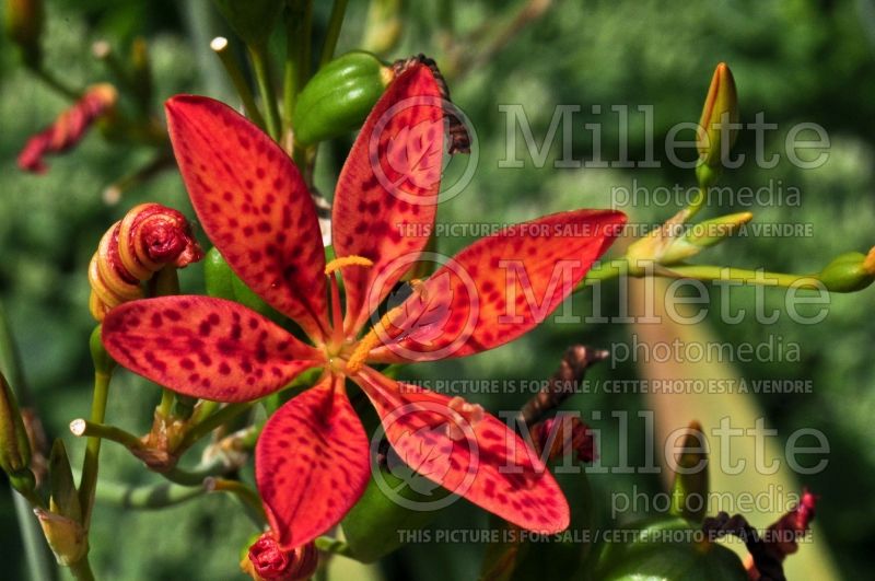 Iris domestica or Belamcanda chinensis (Blackberry Lily) 1 