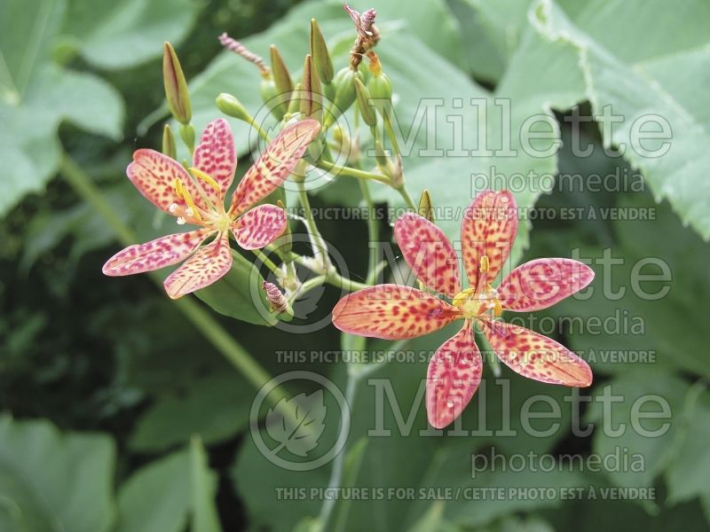 Iris domestica or Belamcanda chinensis (Blackberry Lily) 4 