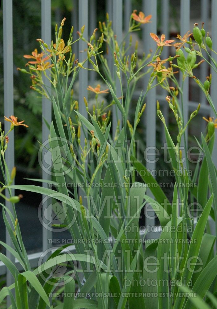 Iris domestica or Belamcanda chinensis (Blackberry Lily) 2 