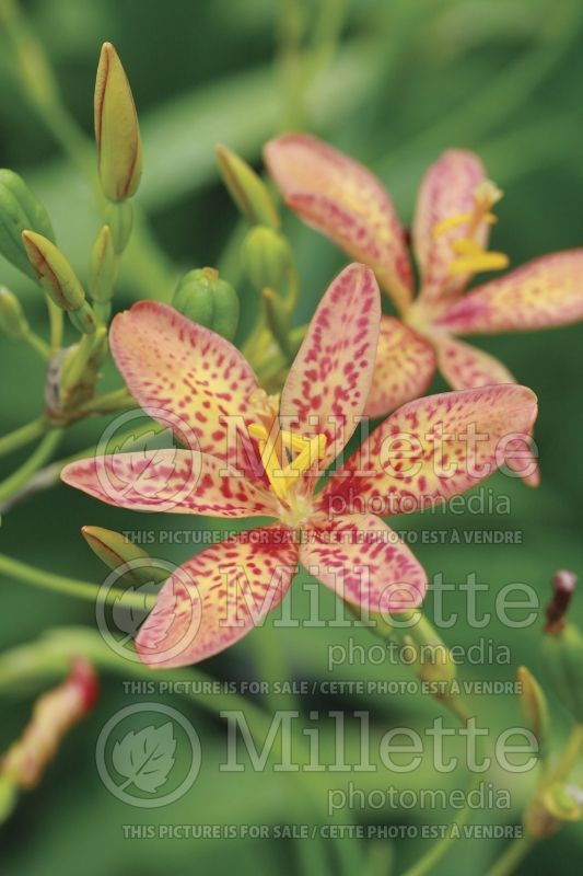 Iris domestica or Belamcanda chinensis (Blackberry Lily) 3 