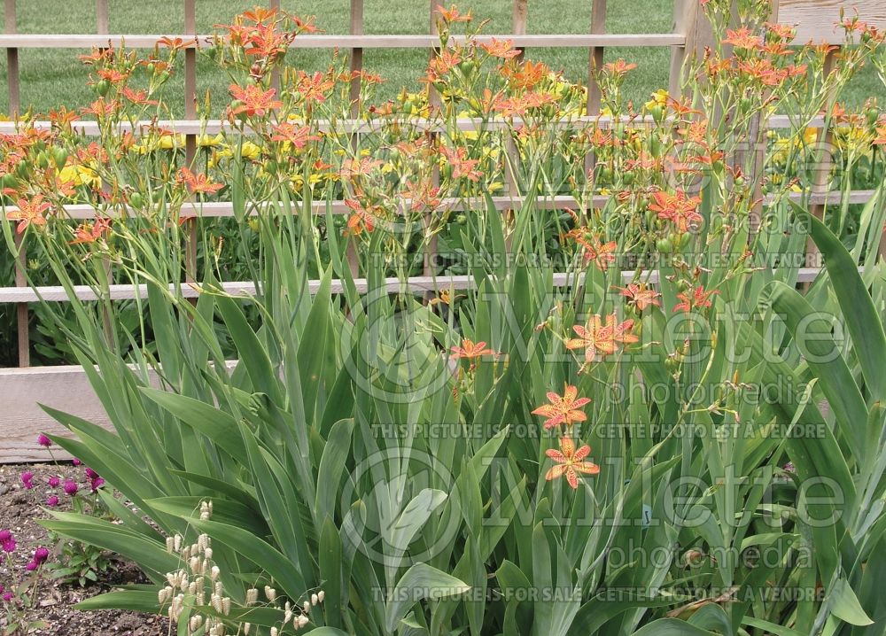 Belamcanda Freckle Face (Blackberry Lily) 1 