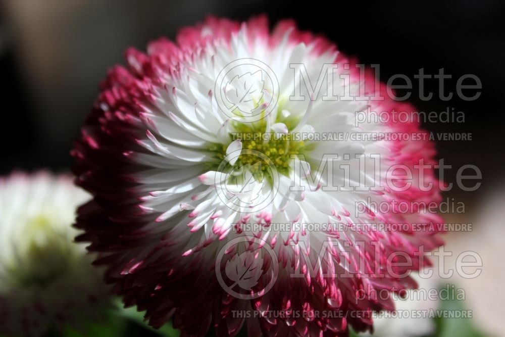 Bellis Habanera White with Red Tips (English Daisy) 1 