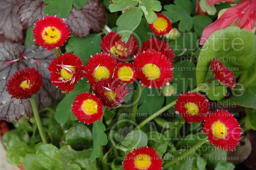 Bellis Polar Red (English Daisy) 1 