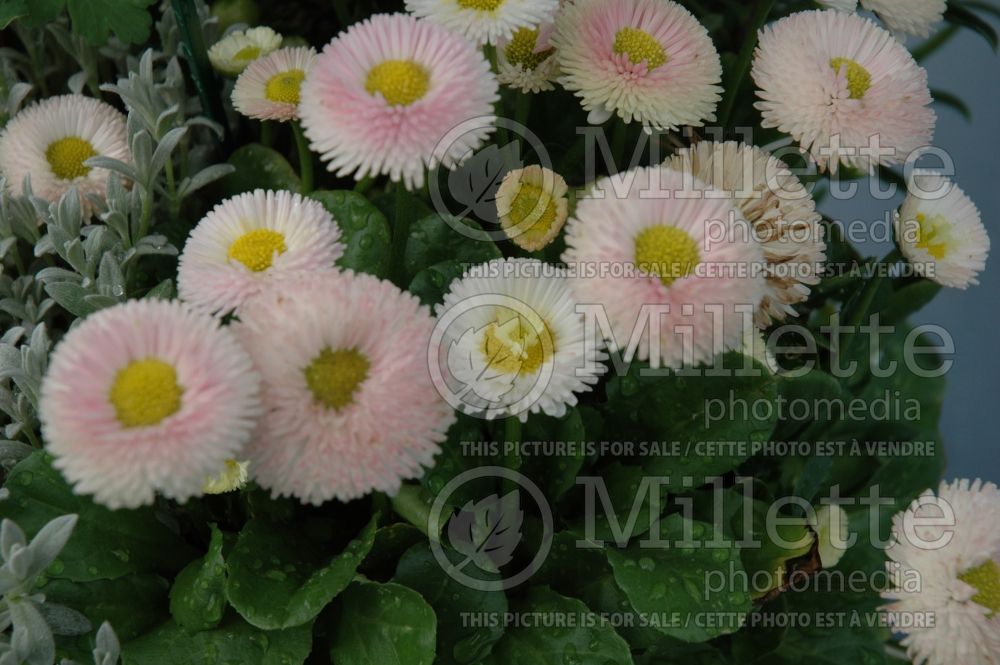 Bellis Polar Strawberries and Cream (English Daisy) 2 