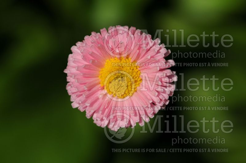 Bellis Pomponette Rose (English Daisy) 1 