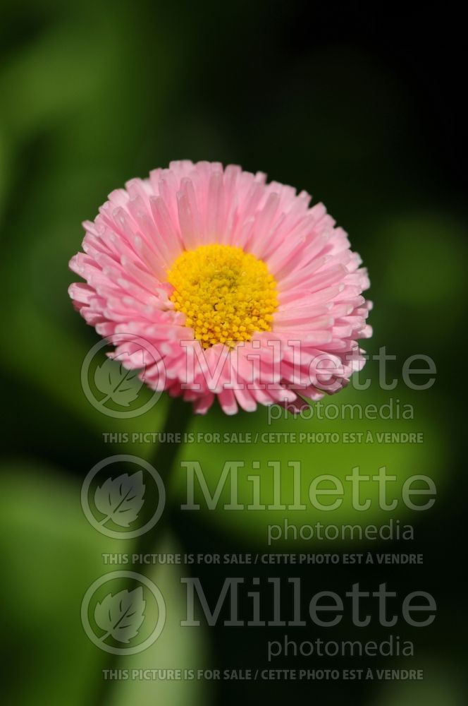 Bellis Pomponette Rose (English Daisy) 2 