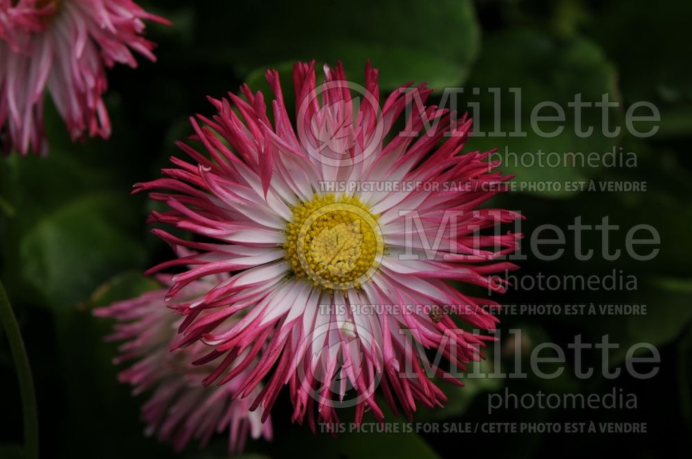 Bellis Super Enorma Mix (English Daisy) 1 