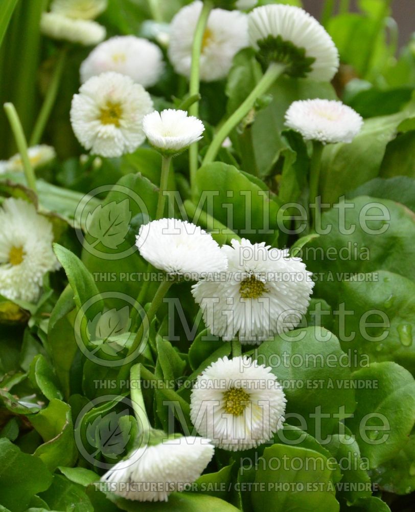 Bellis Tasso White (English Daisy) 1 