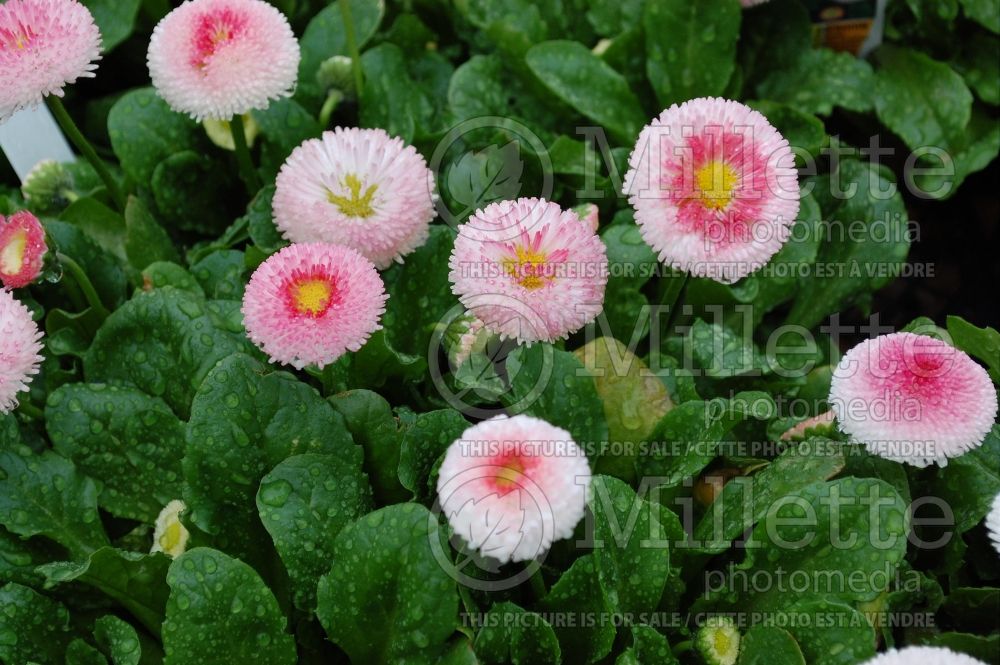 Bellis Polar Strawberries and Cream (English Daisy) 1 