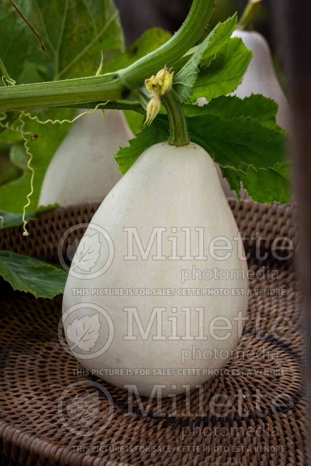 Benincasa hispida (wax gourd vegetable - courge) 3