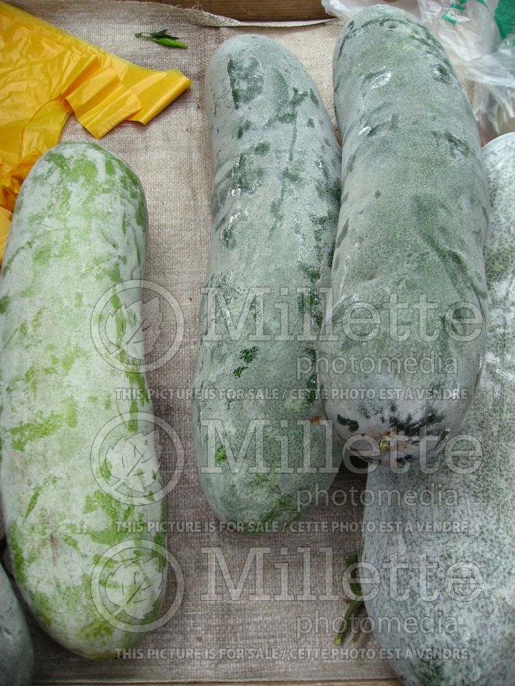 Benincasa hispida (wax gourd vegetable - courge) 1