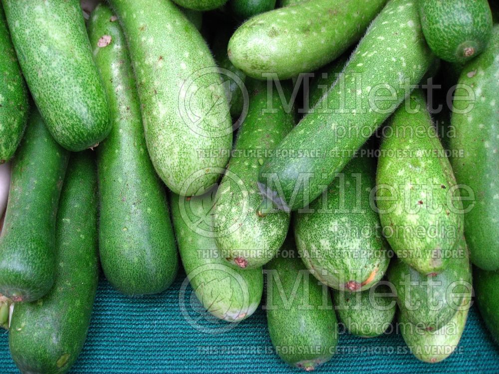 Benincasa hispida var. chieh-qua (wax gourd vegetable - courge) 2