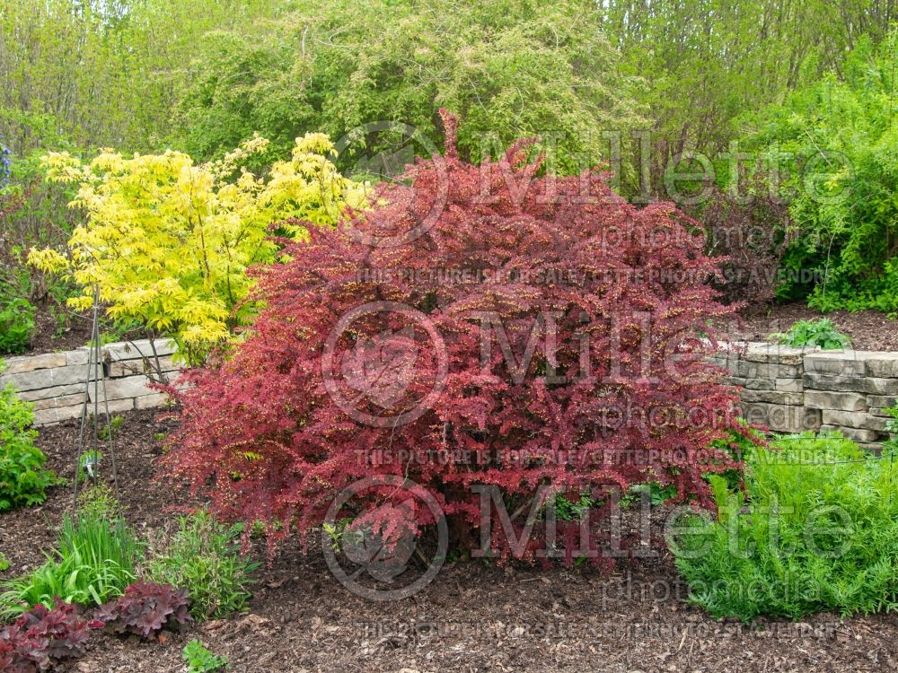 Berberis Rosy Glow aka Rose Glow (Japanese Barberry) 5