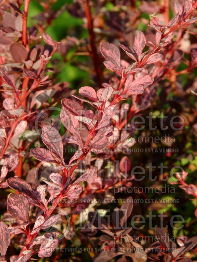 Berberis Rosy Glow aka Rose Glow (Japanese Barberry) 6