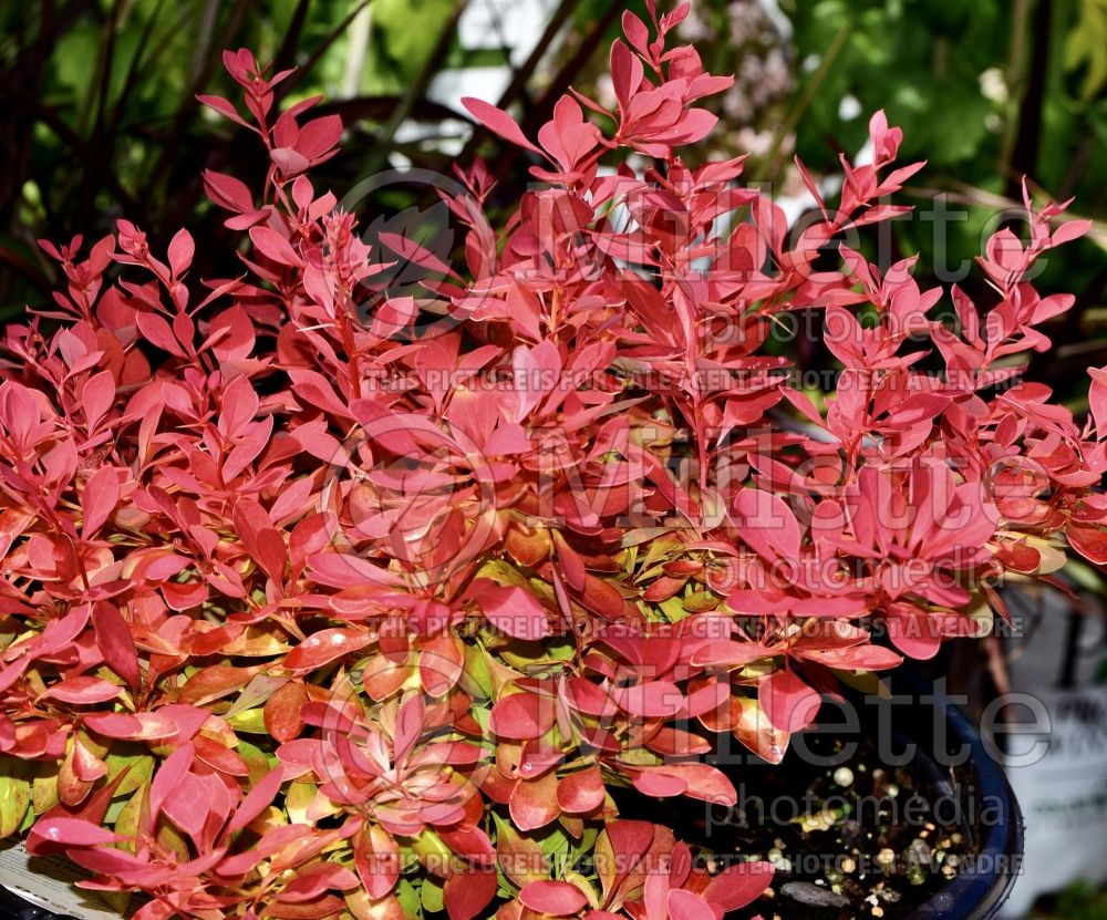 Berberis Sunjoy Neo (Japanese Barberry) 1 