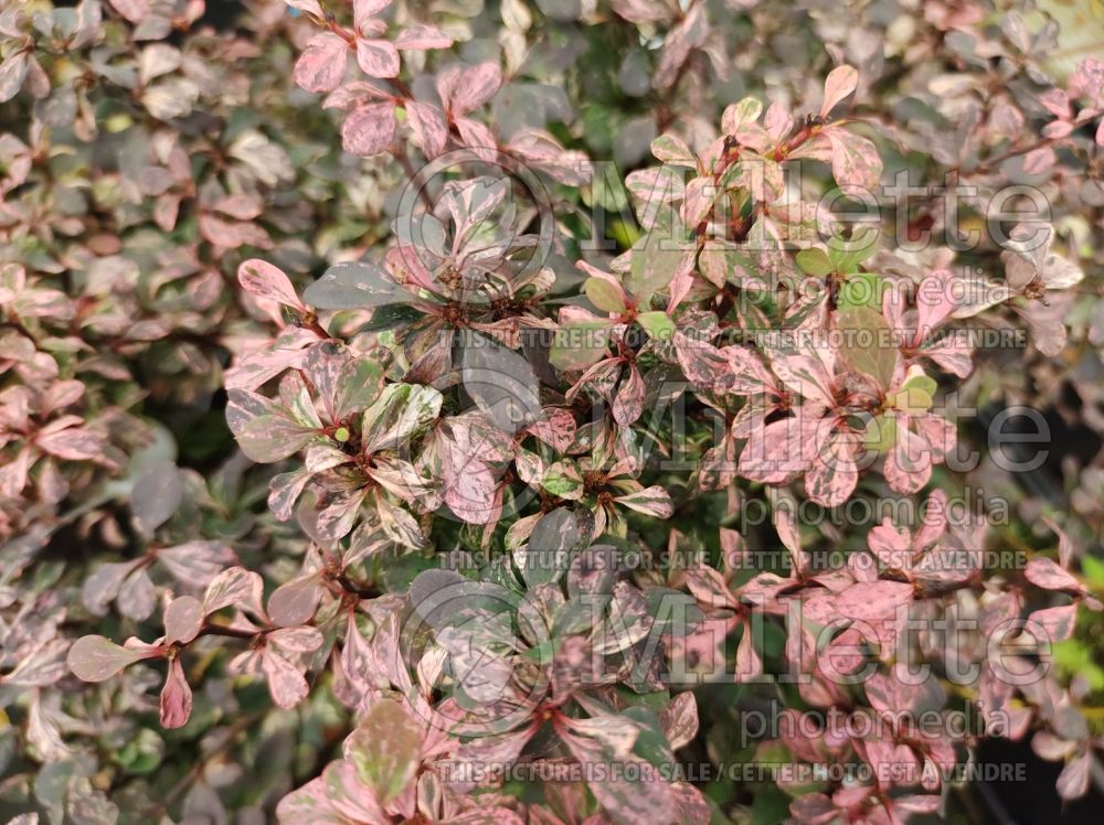 Berberis Inspiration (Japanese Barberry) 1