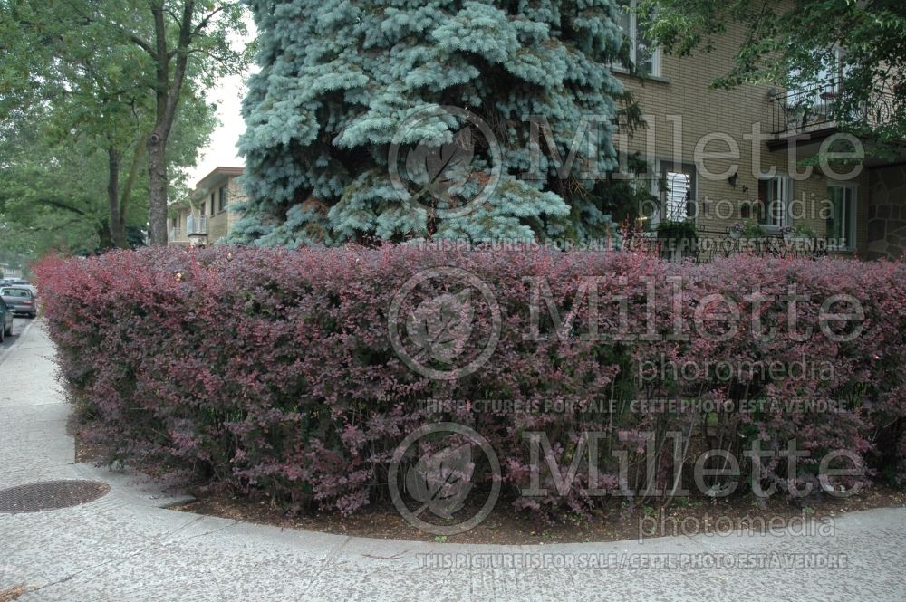 Berberis Atropurpurea - hedge (Japanese Barberry) 2 