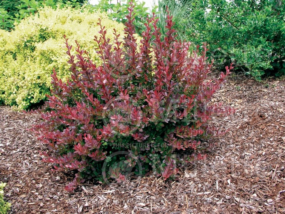 Berberis Cherry Bomb (Japanese Barberry) 1 