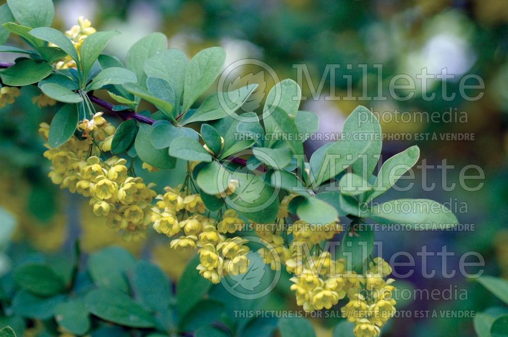 Berberis Emerald Carousel or Tara (Japanese Barberry) 1 