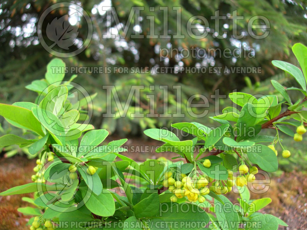 Berberis Emerald Carousel or Tara (Japanese Barberry) 3 