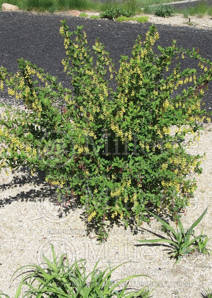 Berberis fendleri (Barberry) 1 