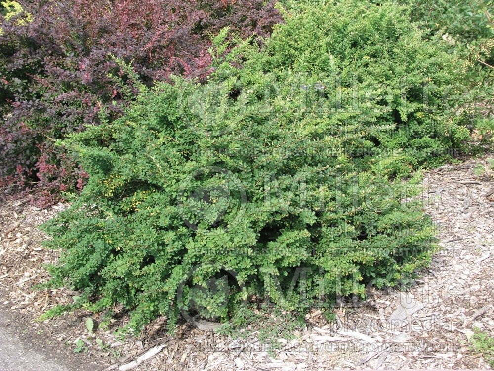 Berberis Jade Carousel or Bail Green (Japanese Barberry) 1 